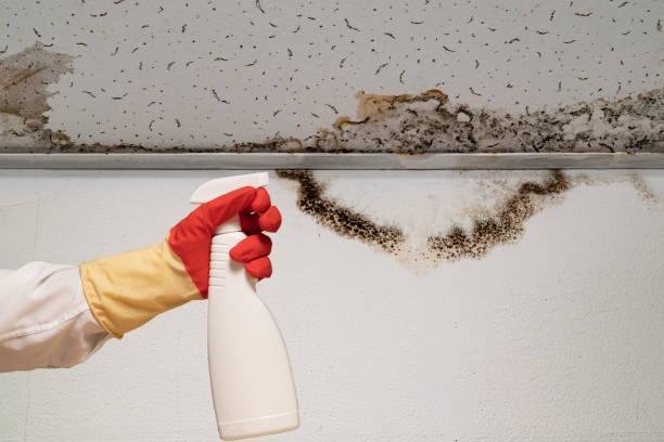 A gloved hand holds a spray bottle, preparing to clean a wall and ceiling covered in unsightly mold and water stains. Location: Wolverhampton, United Kingdom